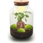 URBANJNGL - Milky bonsai - Planten Terrarium met licht - DIY kit - Eco...