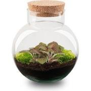 URBANJNGL - Noah - Planten Terrarium - DIY kit - Ecosysteem plant - Ø ...