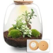 URBANJNGL - Emma - Planten Terrarium met licht - DIY kit - Ecosysteem ...