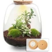 URBANJNGL - Emma - Planten Terrarium met licht - DIY kit - Ecosysteem ...