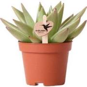 Kolibri Greens | Groene plant - Succulent Echeveria Miranda potmaat Ø6...
