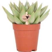 Kolibri Greens | Groene plant - Succulent Echeveria Miranda | groene k...