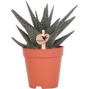 Kolibri Greens | Groene plant - Succulent Haworthia Royal Highnness po...