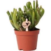 Kolibri Greens | Groene plant - Succulent Crassula Hobbit potmaat Ø6cm...