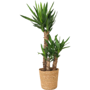 Palmlelie met mand - Yucca elephantipes - Hoogte 70-80cm - ?21cm
