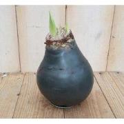 3 stuks - Amaryllisbol antraciet/zwart in wax