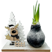 Amaryllis - Hippeastrum 'Winter Wonderland Reindeer'