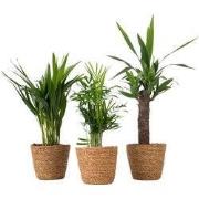 Set van 3 mini kamerpalmen incl. mandjes - Hoogte 25-40cm - ?12cm