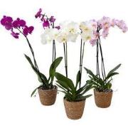 Vlinderorchidee - Mix van 3 - Phalaenopsis in deco mand - Hoogte 50-60...