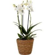 Vlinderorchidee - Phalaenopsis Multiflora met mand - Hoogte 35-45cm - ...