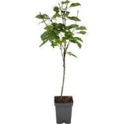 Kersenboom - Prunus avium 'Stella' - Zoete kers - Hoogte 90-110cm - ?2...