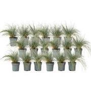 Blauw schapegras - Set van 18 - Festuca 'Elijah Blue' - Hoogte 10-15cm...