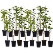 Mix fruitzuilen - Set van 16 - Malus, Pryus, Prunus - Hoogte 60-70cm -...