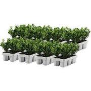 Hulsthaag - Set van 48 - Ilex crenata 'Jenny' - Hoogte 10-20cm - ?9cm