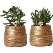 Kolibri Greens | Succulenten set van 2 planten in gouden groove sierpo...