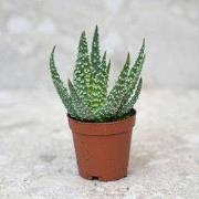 URBANJNGL - Aloe Humilis potmaat 5,5 cm