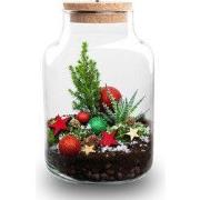 URBANJNGL - Frosty Kerstmis terrarium - Planten terrarium met kurk - D...