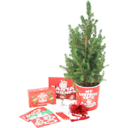 Dwerghoorspar Alberta - Picea Conica - Mini-kerstboom en decoraties