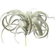 PTMD - Kunstplant Succulent - Groen - 18x24x25cm