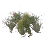 Luchtplantjes - Set van 12 - Tillandsia - Hoogte 5-15cm - ?5cm