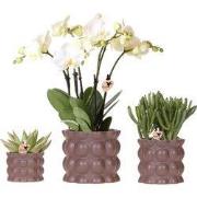 Kolibri Orchids | Plantenset Cotton bruin | Groene planten met witte P...
