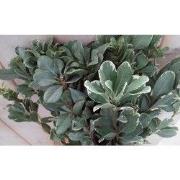 4 stuks - Kerstgroen Bladhoudend blad