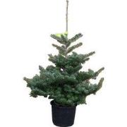 Kerstboom Warentuin Abies Koreana 40 - 60 cm
