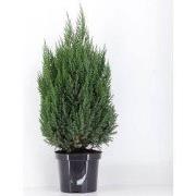 Juniperus chinensis stricta 100 cm