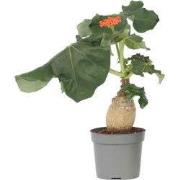 Koraalplant - Jatropha podagrica - Hoogte 25-45cm - ?13cm