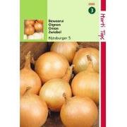 2 stuks - HT Uien Rijnsburger, Bolronde Gele