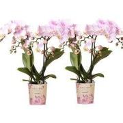 Kolibri Orchids | COMBI DEAL van 2 Phalaenopsis orchideeën - Portugal ...