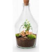 URBANJNGL - Open terrarium John - Bonsai & Ruby Lime - ? 30 cm
