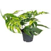 Epipremnum pinnatum 'Goldfinger' - Goudrank - Hoogte 25-35 cm - ø17cm