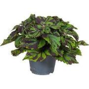 Coleus 'Tiger' - Siernetel - Hoogte 25-35cm - ø17cm