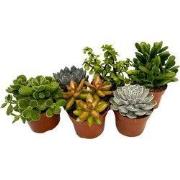 Vetplanten - Set van 6 - Succulentenmix - Hoogte 15-20cm - ?10,5cm