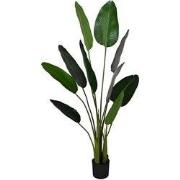 Deco strelitzia d80h150cm groen