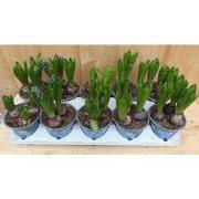 Hyacinten 3 bollen per potje 10 potjes in tray mix kleuren