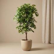 URBANJNGL - Ficus Deluxe Vine Kunstboom - 140 cm - Kunstplant