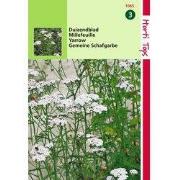 2 stuks - Duizendblad