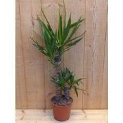 Palmlelie Yucca Elephantipes potmaat 21 cm H70-90 cm 2 stammen kamerpl...