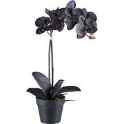 Kopu® Phalaenopsis-orchidee – 48 cm 7 bloemen, 4 bladeren - Real Touch...