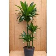 Drakenbloedboom Dracaena Fragrans Janet Lind/Groen H110-130 cm potmaat...