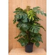 Monstera gatenplant kamerplant met mosstok potmaat 21 cm H60-80 cm