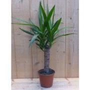 Palmlelie Yucca Elephantipes potmaat 14 cm H40-60 cm 1 stam kamerplant