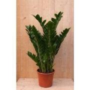 Emerald palm Zamioculcas potmaat 22 cm H60-80 cm kamerplant