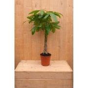 Geldboom Pachira Aquatica potmaat 22 cm H80-100 cm kamerplant
