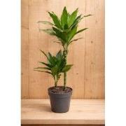Drakenbloedboom Dracaena Fragrans Janet Lind/Groen H60-80 cm potmaat 1...
