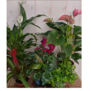 Kamerplantenpakket Bloeiend