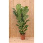 Tabaksplant Ficus Lyrata 2 stammen kamerplant potmaat 26 cm H100-120