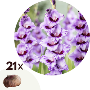 Zwaardlelie - Set van 21 - Gladiolus 'Passos' - Bloembollen - Paars